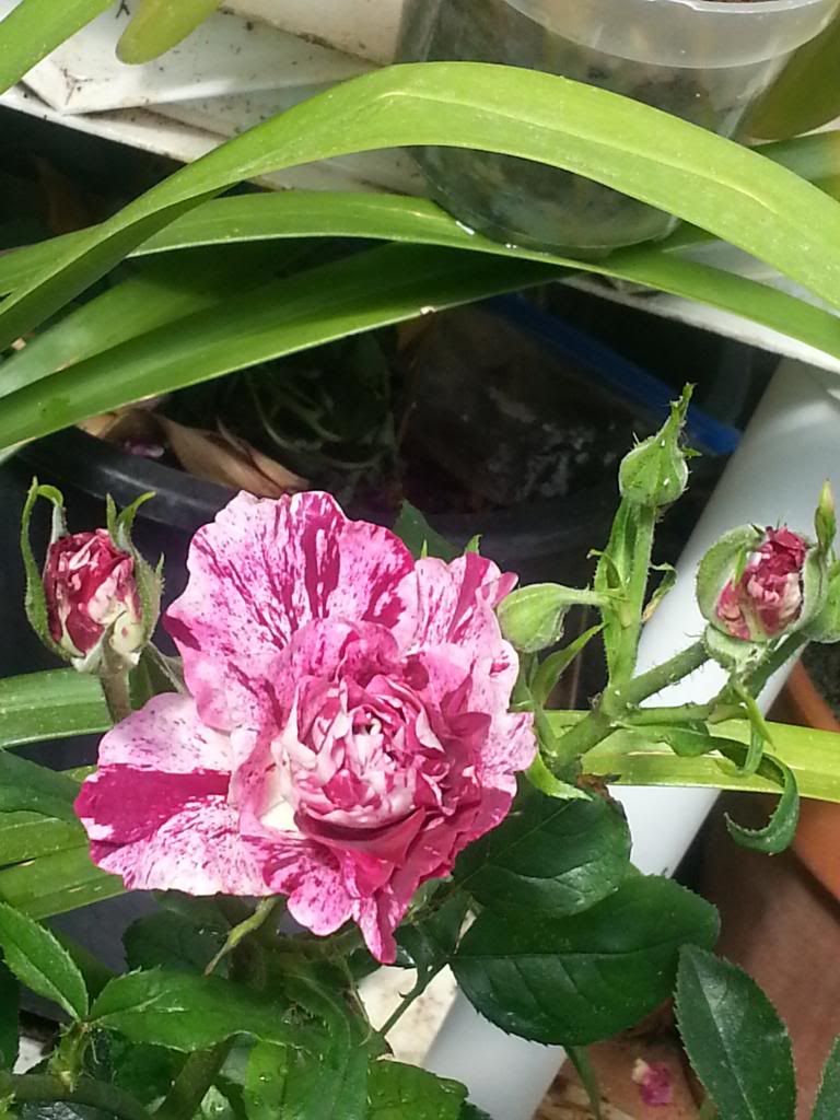 photo 103_zps85c895bc.jpg